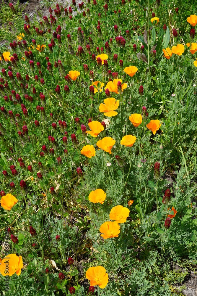 Poppies and clover 