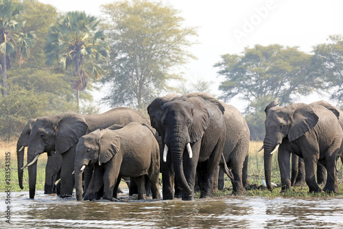 Canvas Print African elephants in Malawi