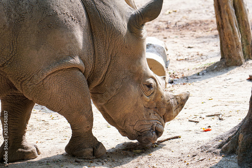 rhinoceros looking sad