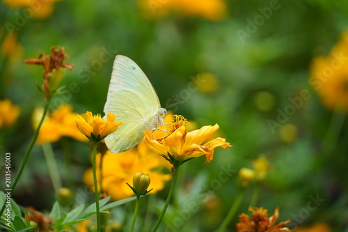 butterfly on flower © saard