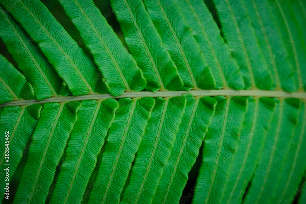 close up of nature fern leaves in the dark tone. close up of nature fern leaves in the dark tone.