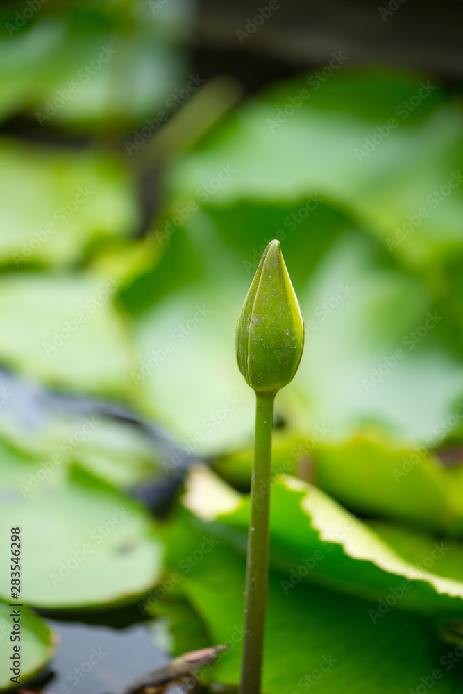 Green Water lily or lotus flower on green leaves background Green Water lily or lotus flower on green leaves background