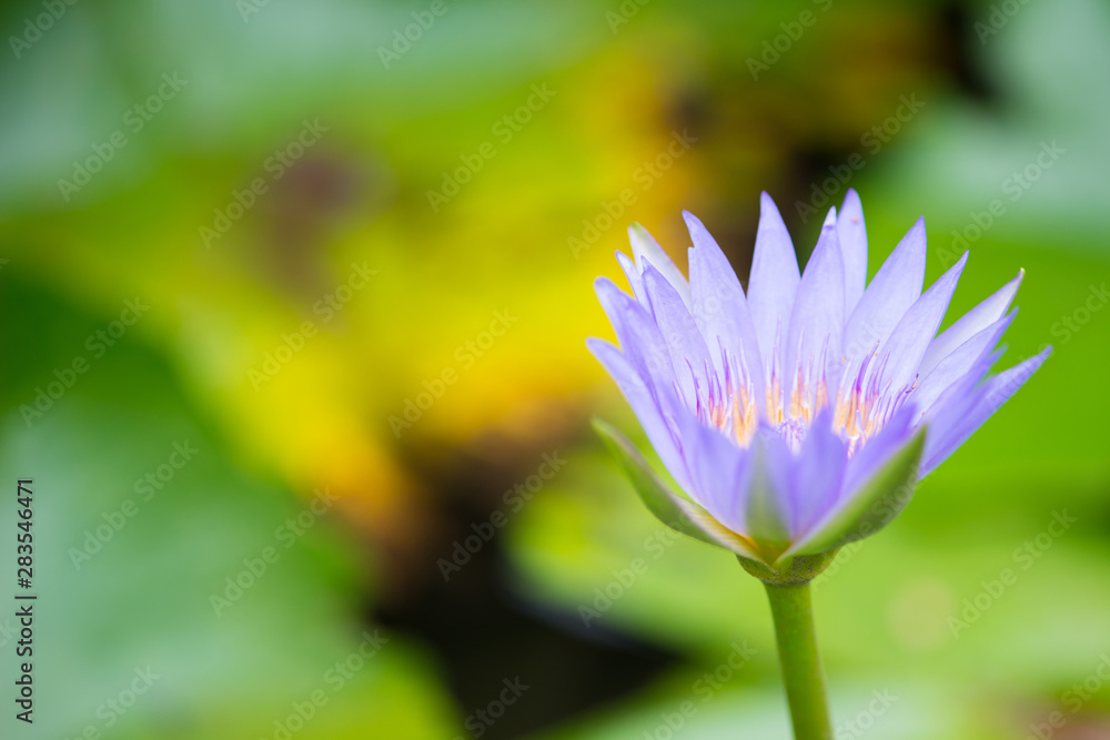 Fototapeta premium Water lily or lotus flower on green leaves background