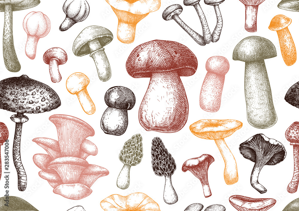 Edible mushrooms vector background. Forest plants seamless pattern. Perfect for recipe, menu, label, icon, packaging. Vintage mushrooms design. Healthy food elements. Hand drawn illustration. Edible mushrooms vector background. Forest plants seamless pattern. Perfect for recipe, menu, label, icon, packaging. Vintage mushrooms design. Healthy food elements. Hand drawn illustration.