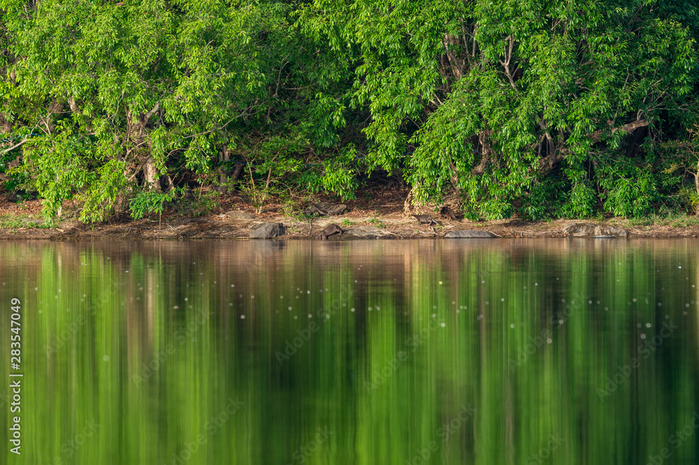 Smooth coated otter or Lutrogale pers mirror image playing in green calm water of ramganga river at jim corbett national park, uttarakhand, india Smooth coated otter or Lutrogale pers mirror image playing in green calm water of ramganga river at jim corbett national park, uttarakhand, india