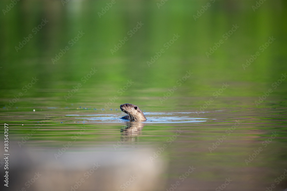 Smooth coated otter or Lutrogale pers mirror image playing in green calm water of ramganga river at jim corbett national park, uttarakhand, india Smooth coated otter or Lutrogale pers mirror image playing in green calm water of ramganga river at jim corbett national park, uttarakhand, india