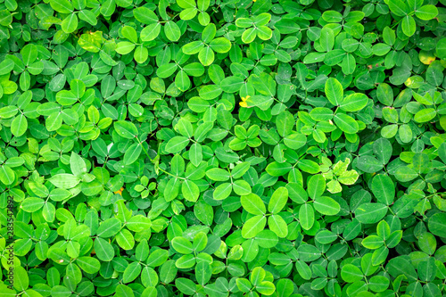 Green Leaves texture background wallpaper