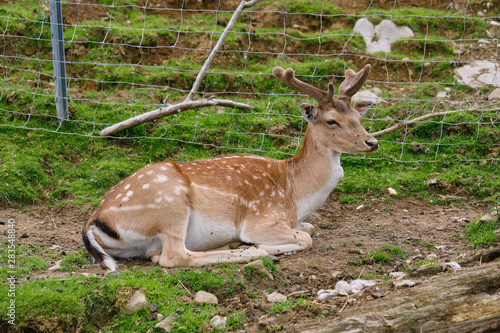 Red young deer pack while dozing