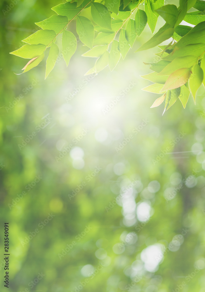 Choose the focus point on the leaf,The leaves are fresh green with copy space