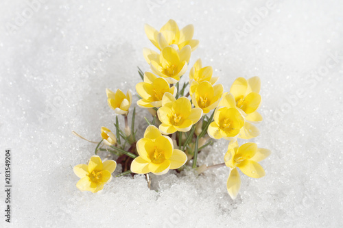 Spring yellow first flowers on a background of white snow, a beautiful screensaver for wallpaper. Crocuses grow in the garden for the joy of the eyes, a composition of winter nature for a holiday card