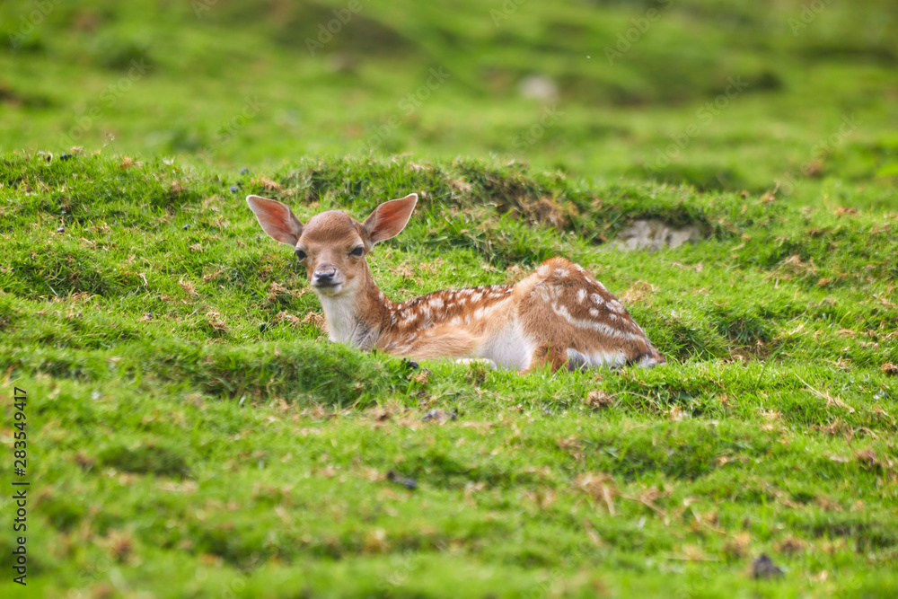 Red young deer pack while dozing