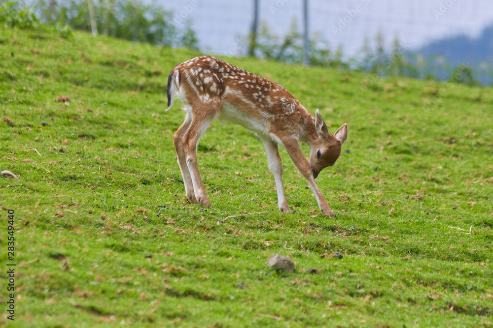 Young fawn in the pasture.