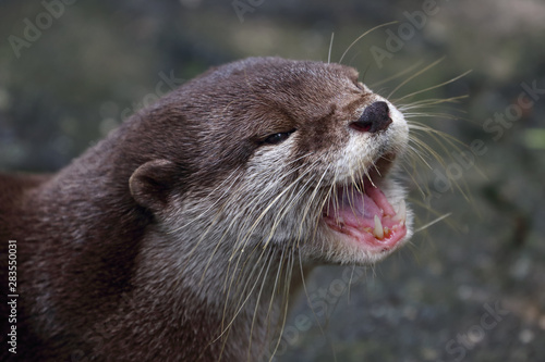 Asian /Oriental small-clawed otter (Aonyx/Amblonyx cinerea) portrait, native to South and Southeast Asia