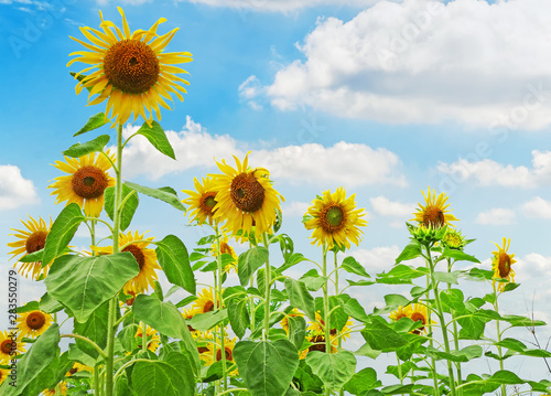 sunflower plant with a bright sky background