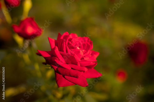 Red rose flower in sunset light