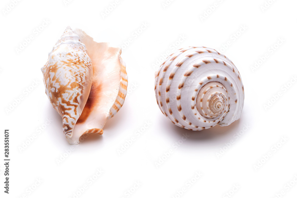 Sea natural shell, original pattern of marine life.