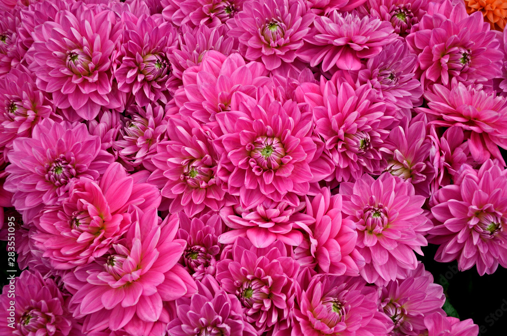 Close up of the exotic Dahlia 'Elma' Close up of the exotic Dahlia 'Elma'