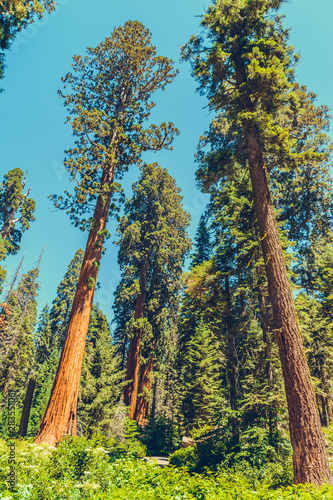Sequoia National Park in California  USA