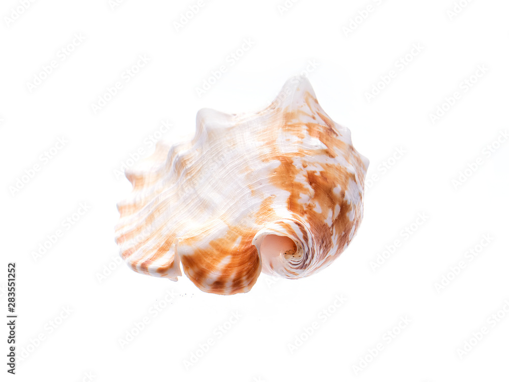 Sea natural shell, original pattern of marine life. Sea natural shell, original pattern of marine life.