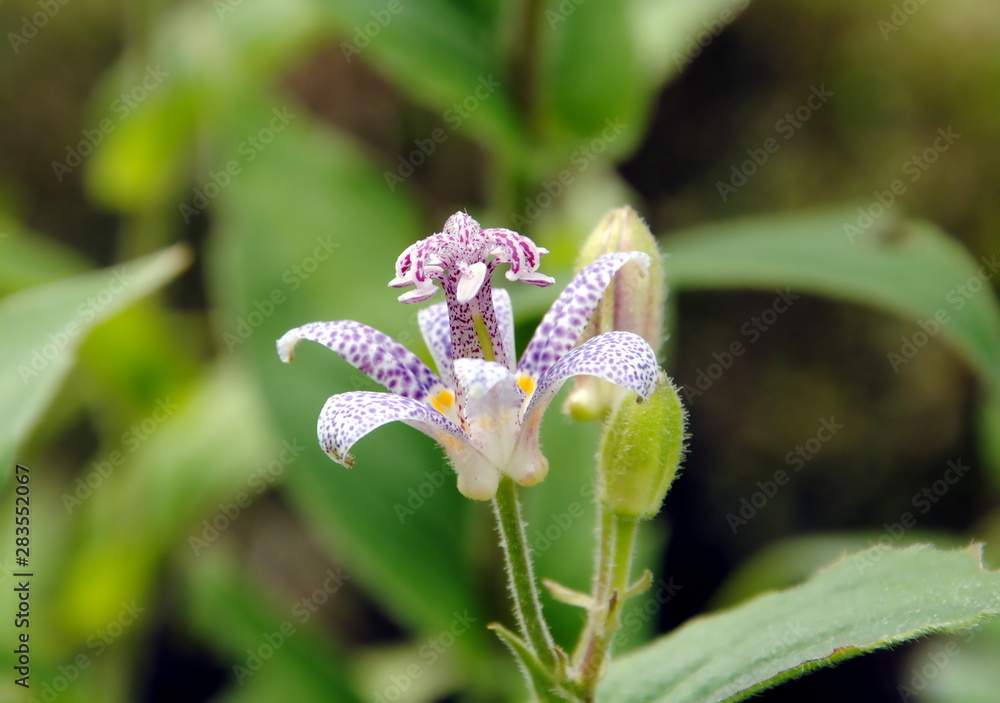 Single light purple flower with dark purple spots of the (hairy) toad lily (Tricyrtis hirta), native to central and southern Japan Single light purple flower with dark purple spots of the (hairy) toad lily (Tricyrtis hirta), native to central and southern Japan