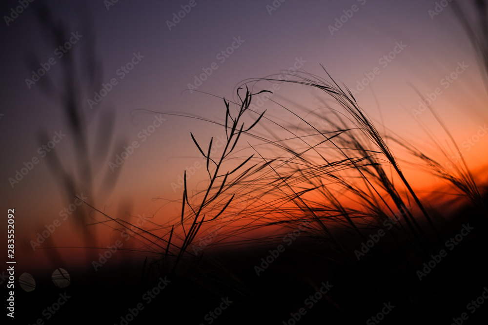 Natural background with beautiful evening sky and grass silhouettes Natural background with beautiful evening sky and grass silhouettes