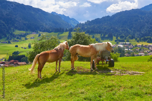 Beautiful mountain panorama with horses in Bavaria