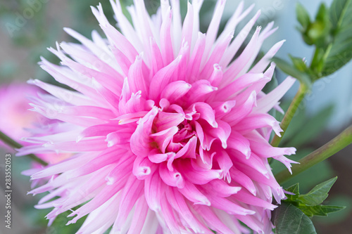 Beautiful pink dahlia Park Princess flower in summer garden