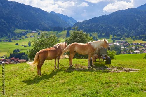 Beautiful mountain panorama with horses in Bavaria