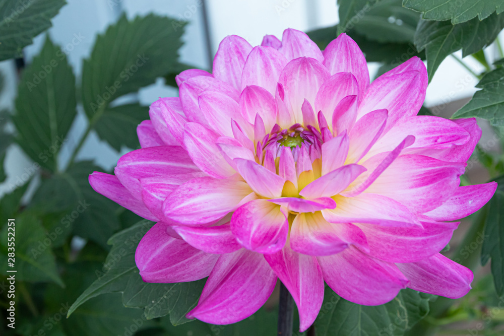 Beautiful pink dahlia Bitsy flower in summer garden Beautiful pink dahlia Bitsy flower in summer garden