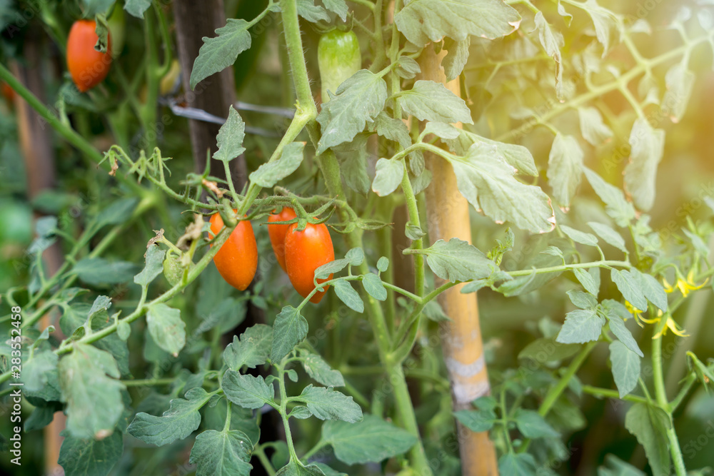Tomato trees at the garden.  Vegan concept