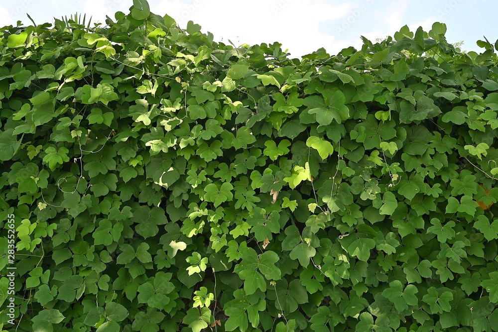 Fototapeta premium Green climbing plant growth on a old wall in house garden