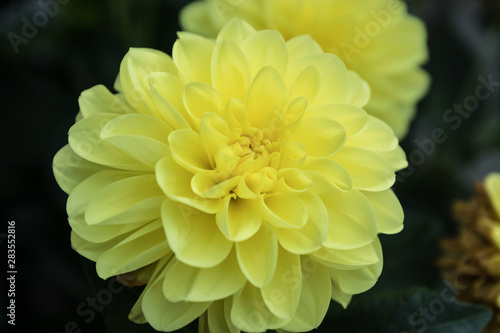 Beautiful yellow dahlia Gallery Serenade flower in summer garden