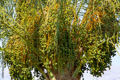 Wallpaper Mural Dates on a palm tree in Egypt Torontodigital.ca