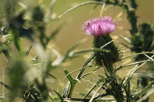 Thistle (Carduus acanthoides) and its pink and violet bloom, flower. photo