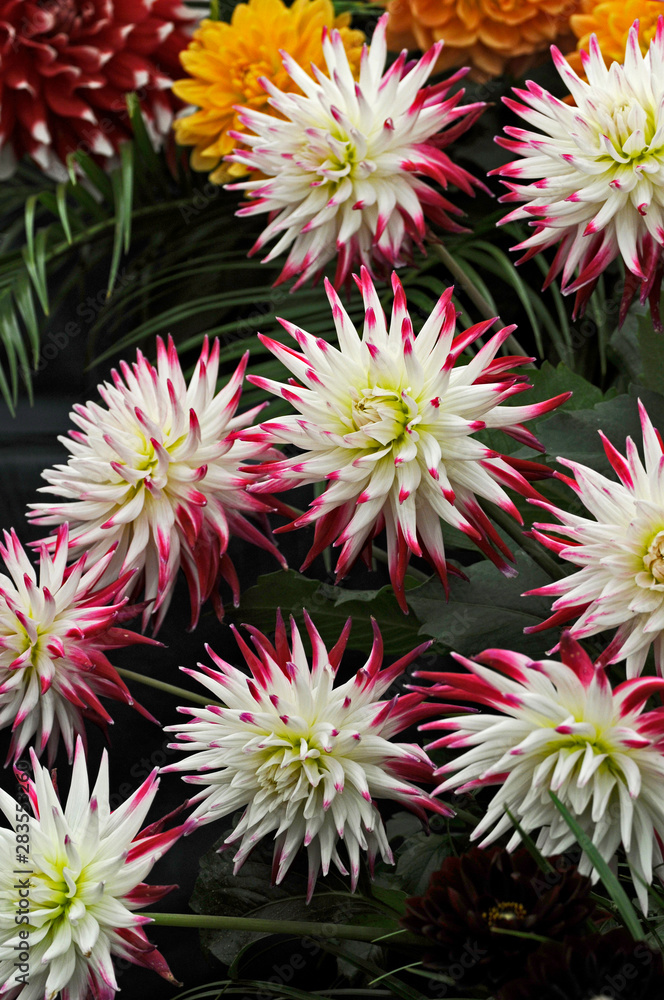 Close up of the exotic Dahlia 'Dutch Explosion' Close up of the exotic Dahlia 'Dutch Explosion'