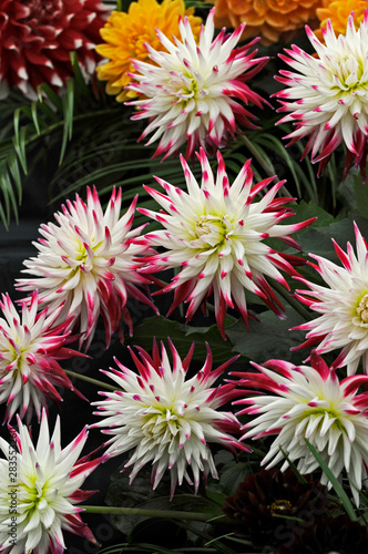 Close up of the exotic Dahlia  Dutch Explosion 