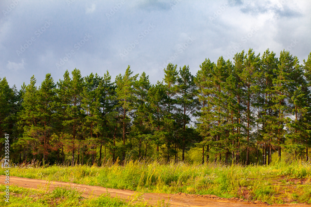 Pine forest , cloudy sky with clouds. Country road near the trees. Russia, Bashkortostan Pine forest , cloudy sky with clouds. Country road near the trees. Russia, Bashkortostan