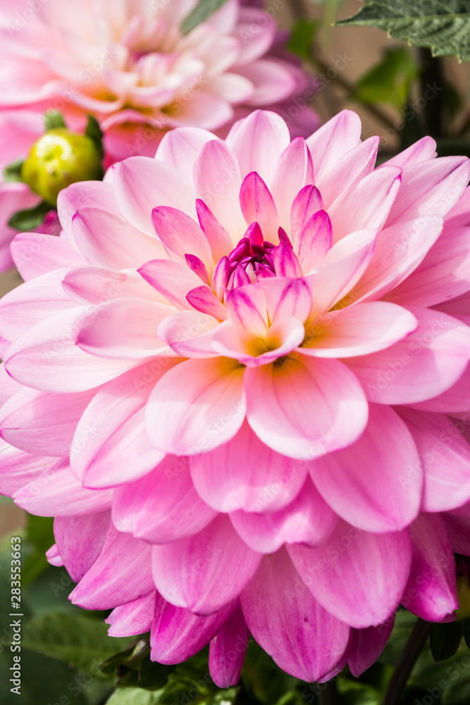 Beautiful pink dahlia Karma Prospero flower in summer garden Beautiful pink dahlia Karma Prospero flower in summer garden