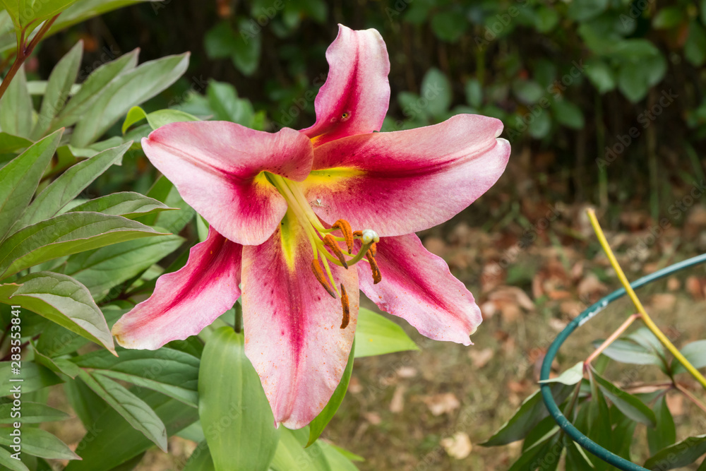 Fototapeta premium Beautiful pink lilium Anastasia in summer garden