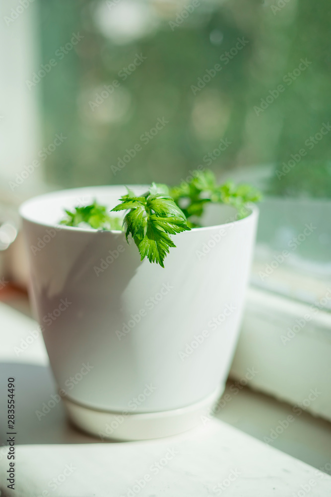 celery sprouts in white pot on windowsill celery sprouts in white pot on windowsill