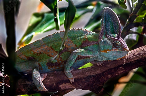 Veiled chameleon or yemen helmeted chameleon. Latin name - Chamaeleo calyptratus