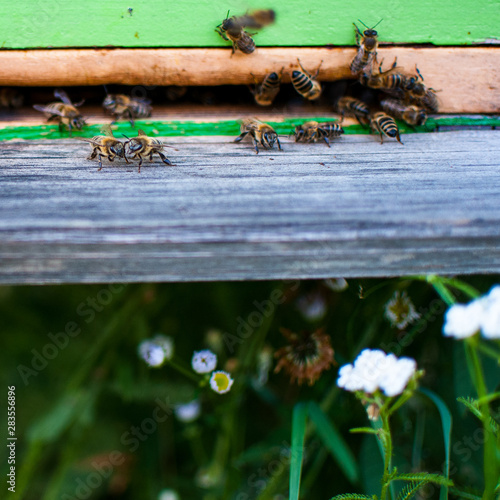 bees in hive