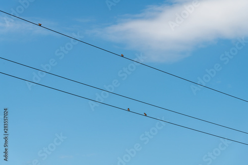 Migratory birds on wires in late summer.