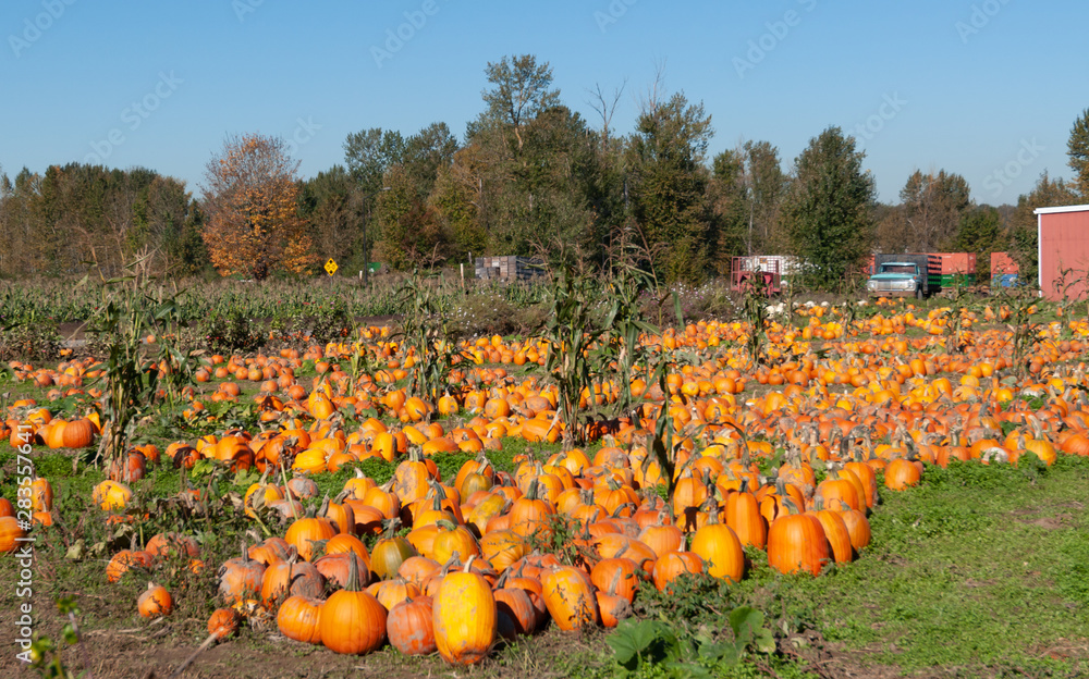 Field full of large ripe pumpkins ready to be used as an ornament during the famous Halloween night Field full of large ripe pumpkins ready to be used as an ornament during the famous Halloween night