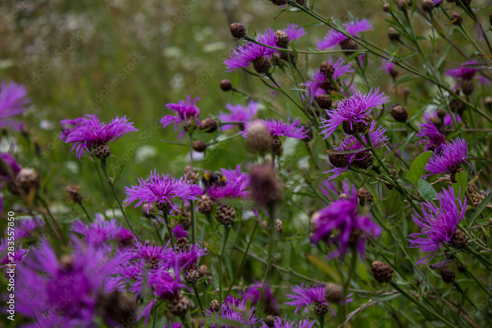 Wild meadow cornflower and bumblebee close up Wild meadow cornflower and bumblebee close up