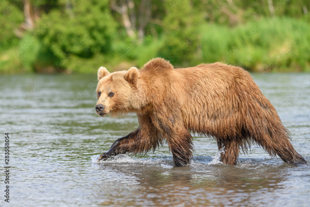 Ruling the landscape, brown bears of Kamchatka (Ursus arctos beringianus)