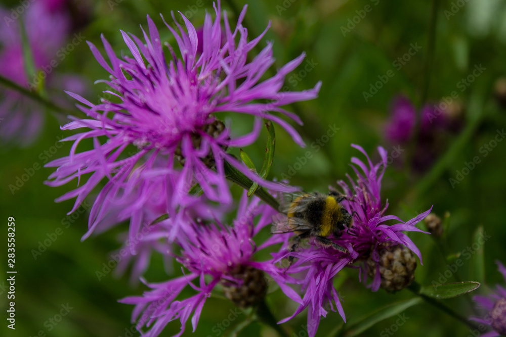 Wild meadow cornflower and bumblebee close up Wild meadow cornflower and bumblebee close up