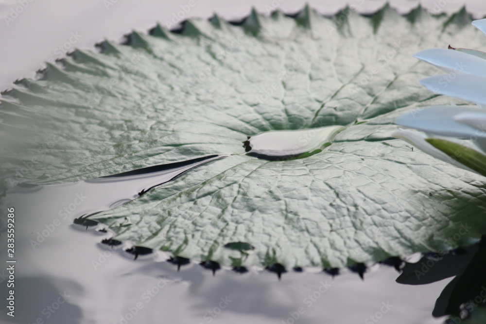 Obraz premium wide leaf of lotus flower