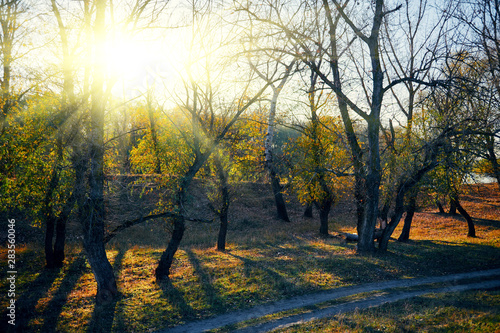 Autumn forest - beautiful wild landscape  bright sunlight and shadows at sunset  golden fallen leaves and branches  nature and season details.