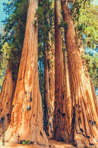 Fotografie Giant redwood pines sequoia trees, Sequoia National Park, California, USA